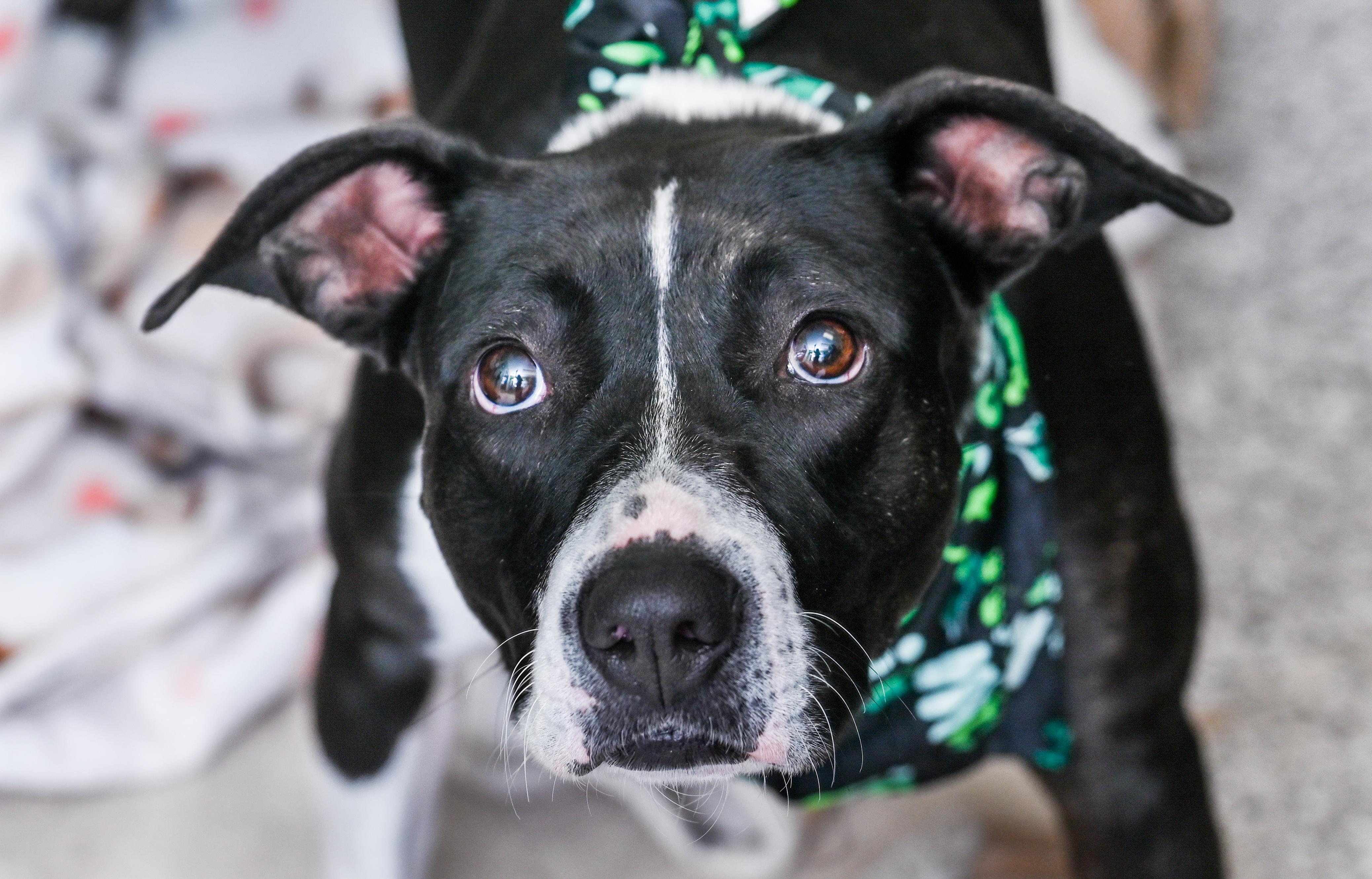 Oakleigh, Adoptable, Adult Female Pit Bull Terrier.