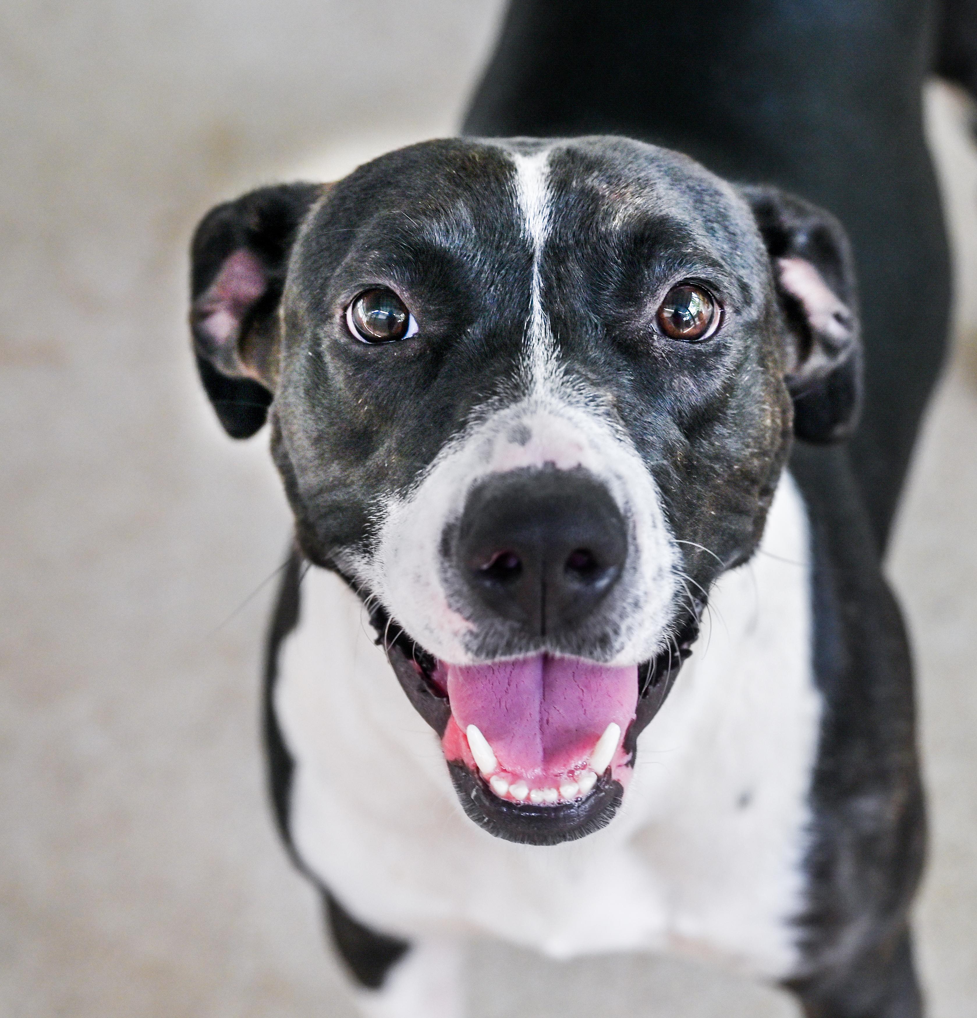 Enlarge Oakleigh, a Adoptable mixed breed in Chattanooga, TN image 2/6