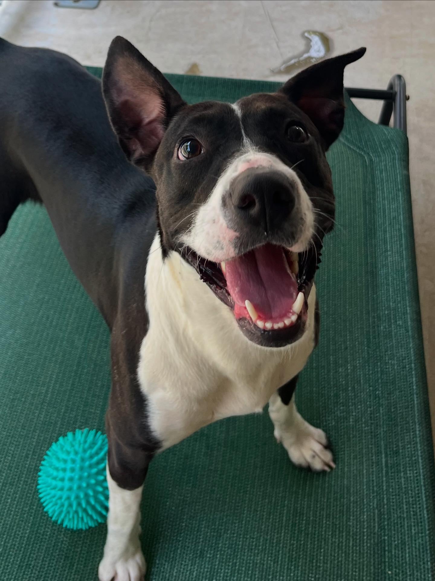 Enlarge Oakleigh, a Adoptable mixed breed in Chattanooga, TN image 3/6