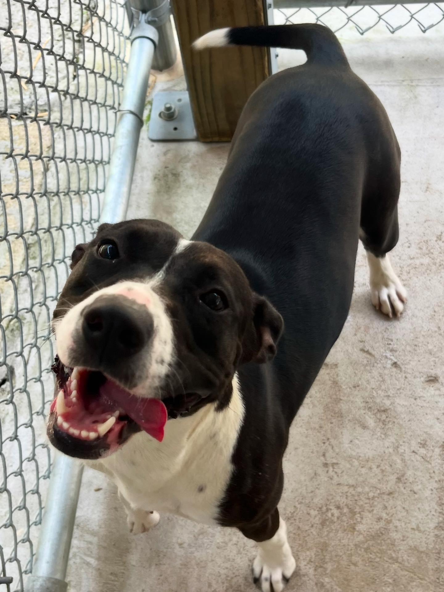 Enlarge Oakleigh, a Adoptable mixed breed in Chattanooga, TN image 4/6