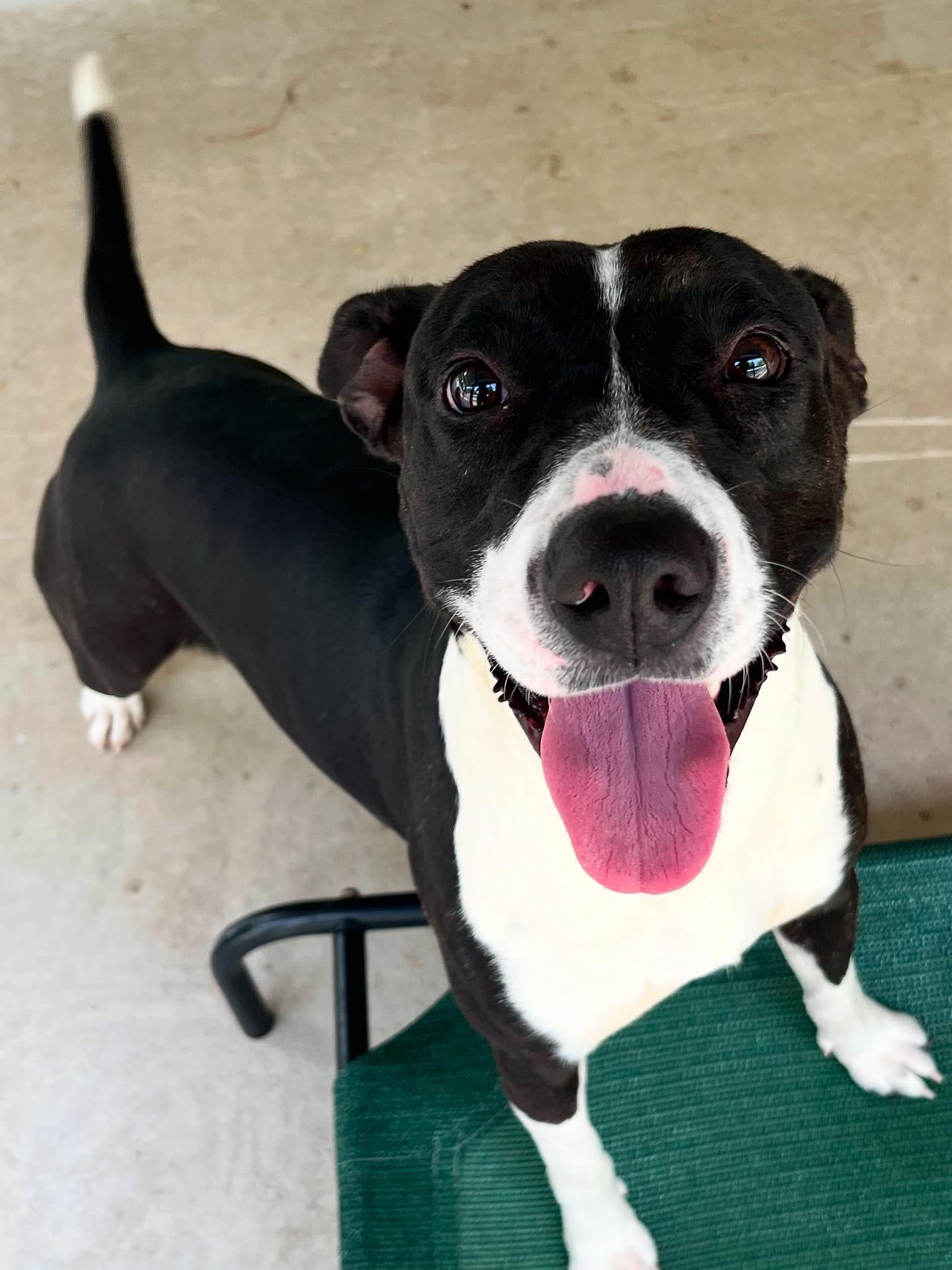 Enlarge Oakleigh, a Adoptable mixed breed in Chattanooga, TN image 5/6