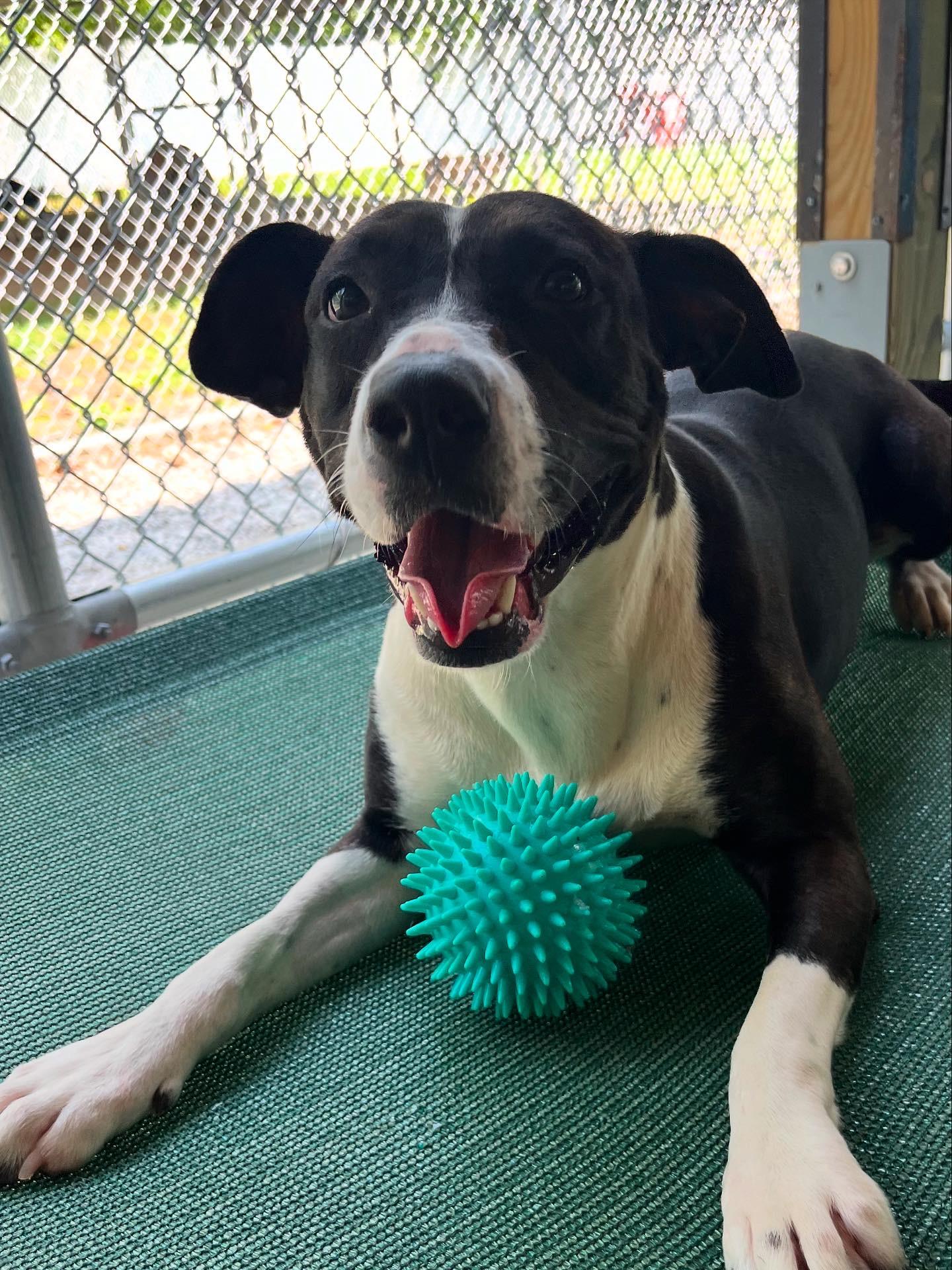 Enlarge Oakleigh, a Adoptable mixed breed in Chattanooga, TN image 6/6
