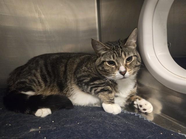 LORETTA, Adoptable, Adult Female Domestic Short Hair.