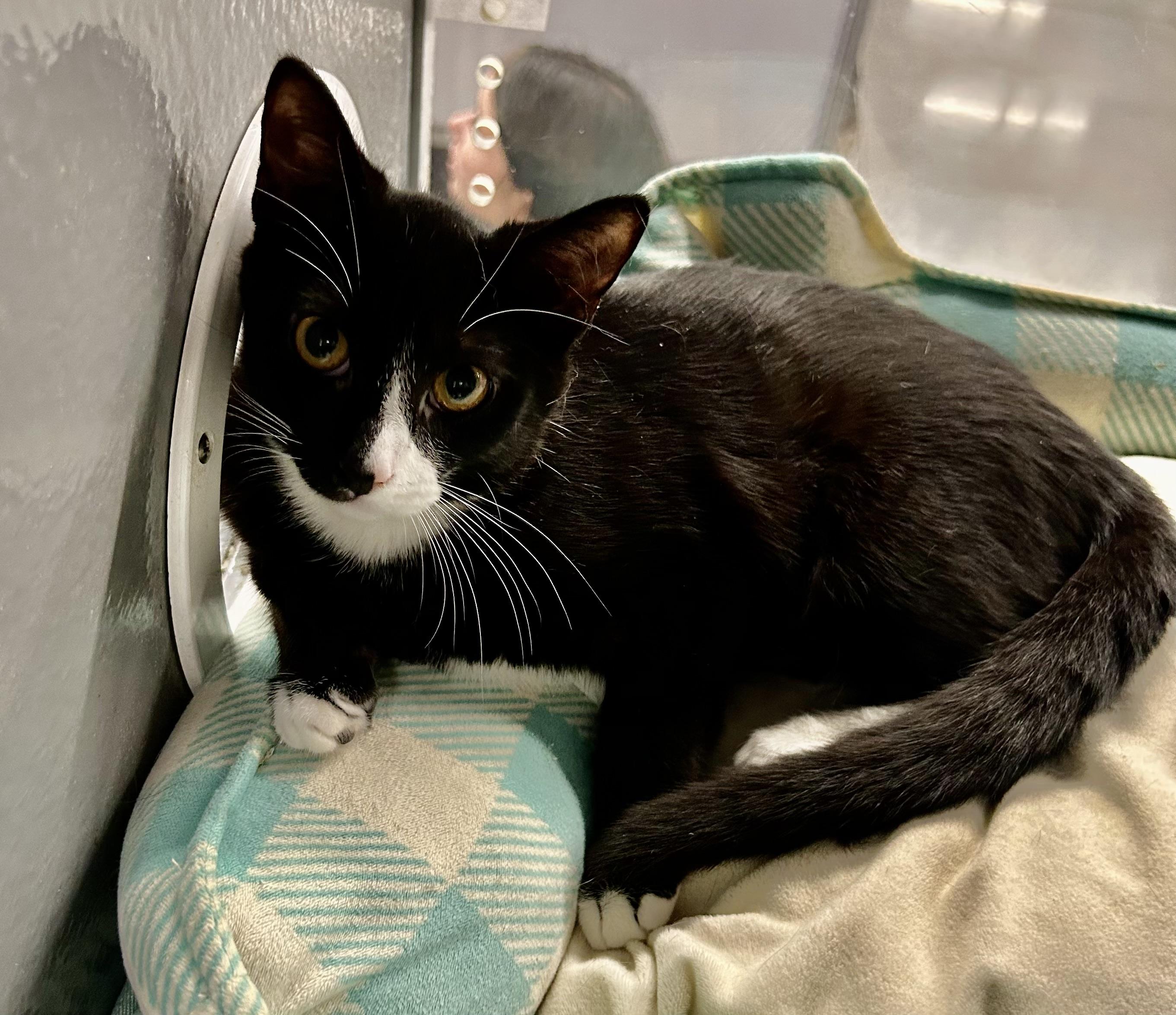 Cookie - Riley Fuzzel Petsmart