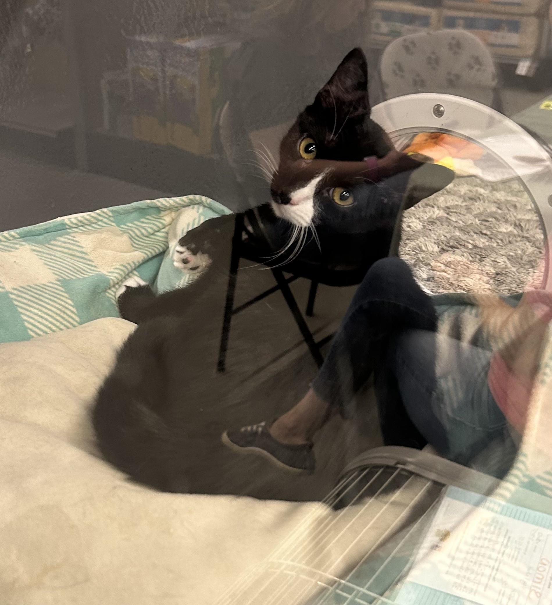 Cookie - Riley Fuzzel Petsmart