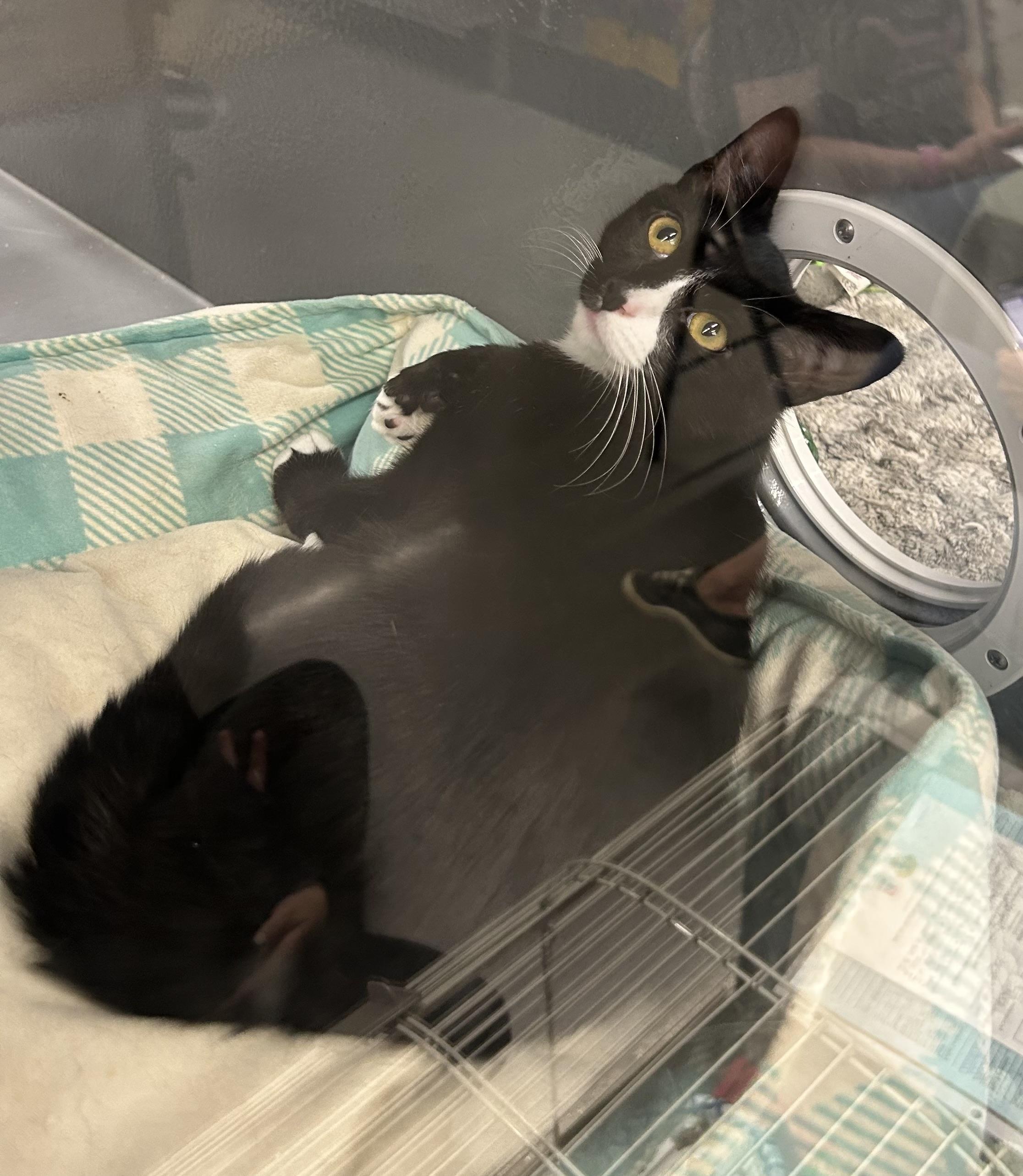 Cookie - Riley Fuzzel Petsmart