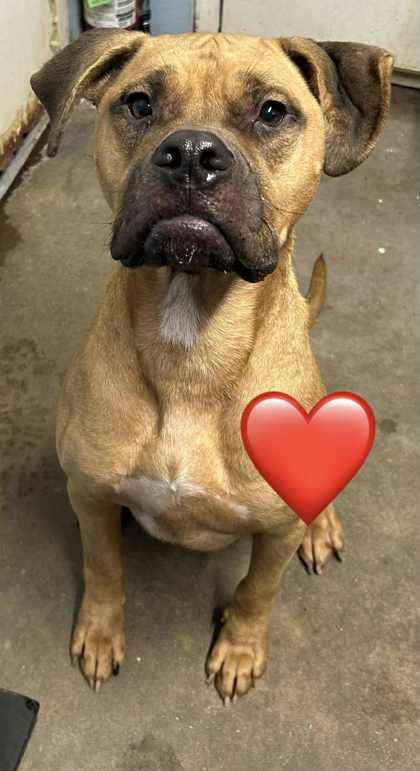 Enlarge Mario, a Adoptable mixed breed in Bartlesville, OK image 1/1