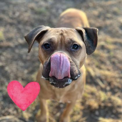 Mario, a Adoptable mixed breed in Bartlesville, OK image 1/3