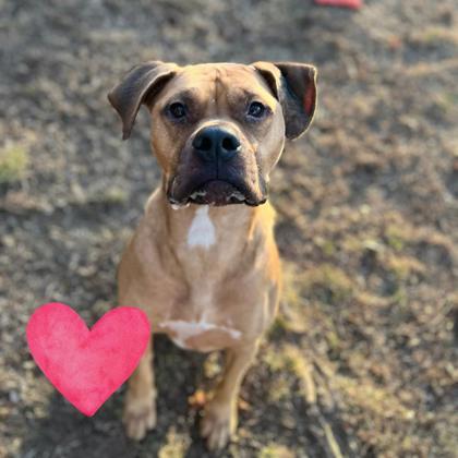 Mario, a Adoptable mixed breed in Bartlesville, OK image 2/3