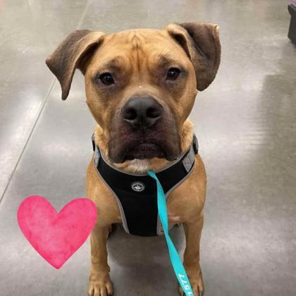 Mario, a Adoptable mixed breed in Bartlesville, OK image 3/3