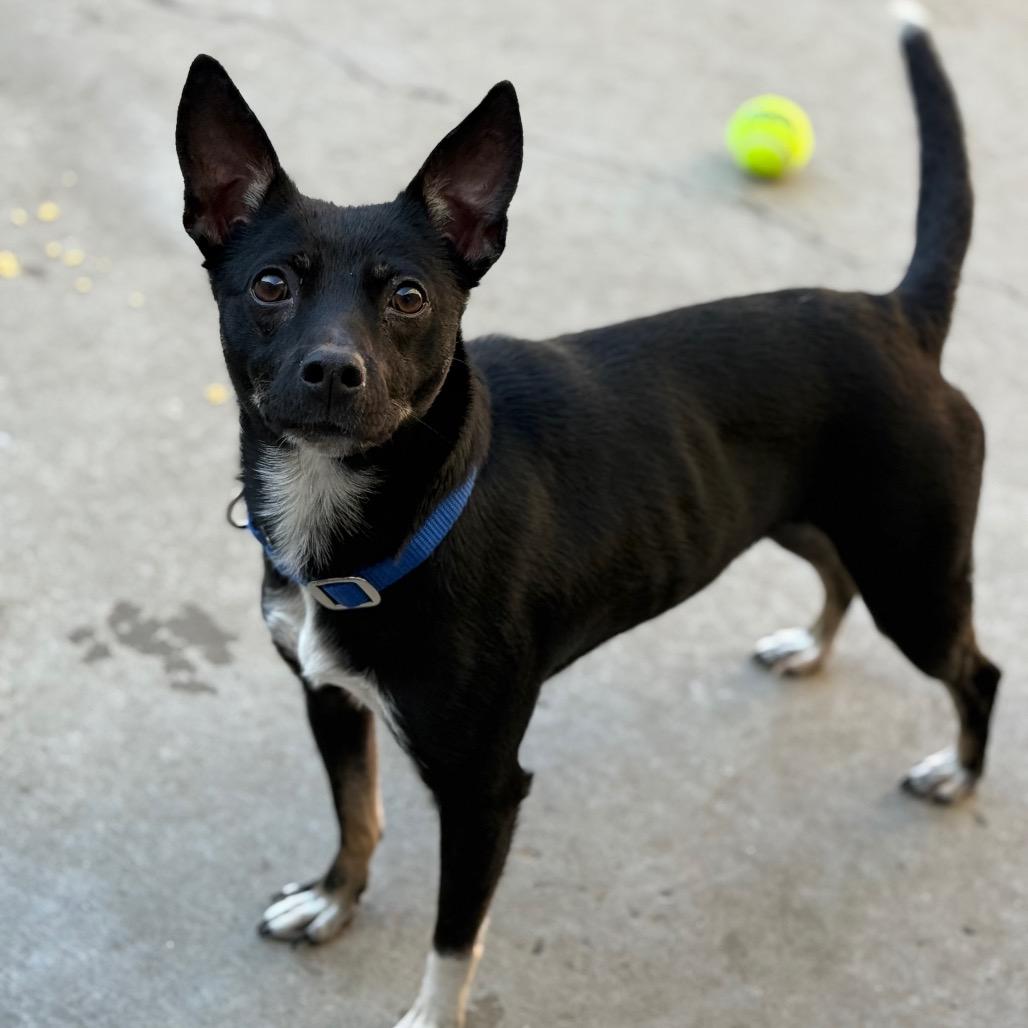 Enlarge Brain, a Adoptable Chihuahua in Durango, CO image 2/2