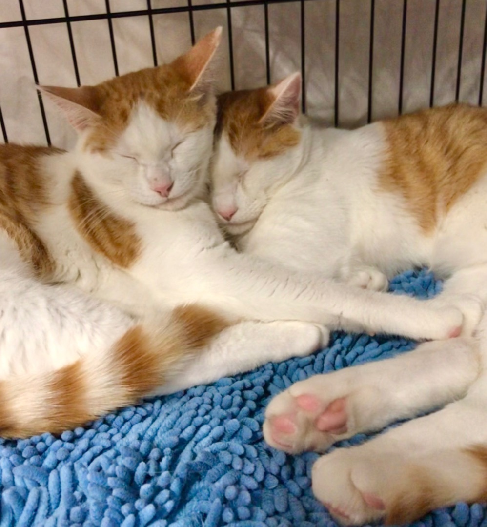 Enlarge Carmel & Marshmallow , a Adoptable American Shorthair in El cerrito, CA image 2/4