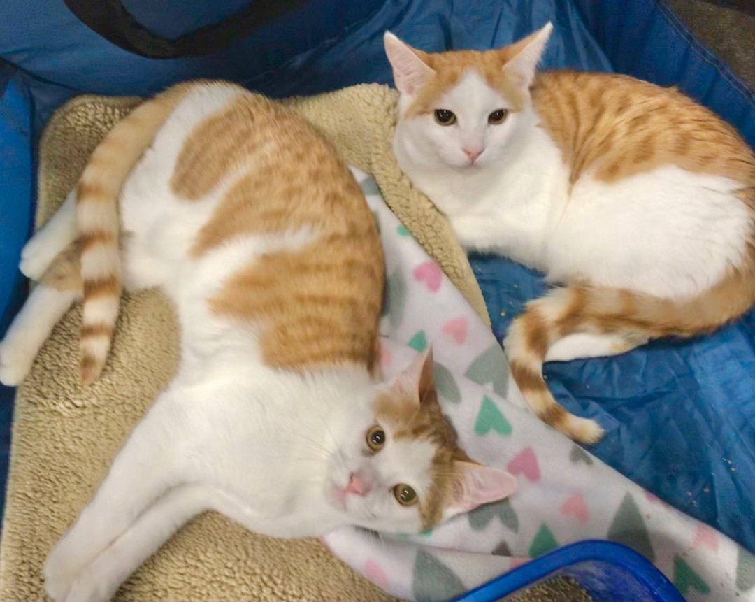 Enlarge Carmel & Marshmallow , a Adoptable American Shorthair in El cerrito, CA image 4/4