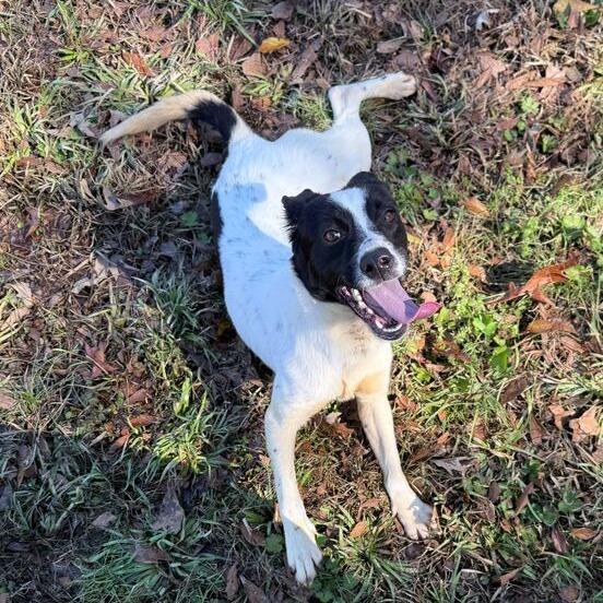 Checkers, Adoptable, Adult Female Beagle & Terrier.