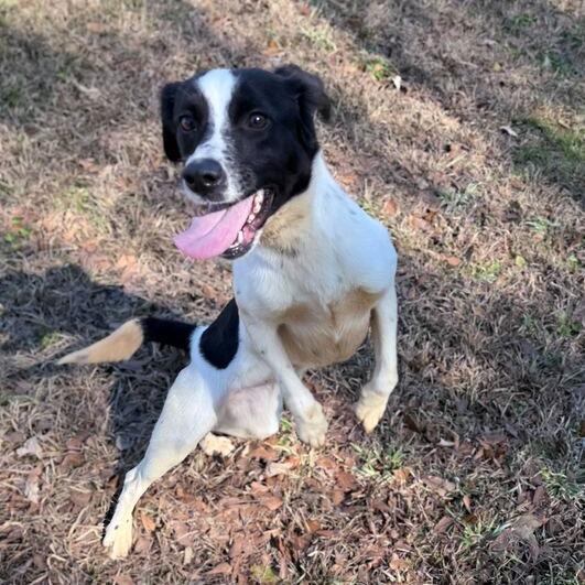 Enlarge Checkers, a Adoptable mixed breed in Carencro, LA image 2/5
