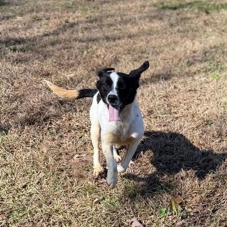 Enlarge Checkers, a Adoptable mixed breed in Carencro, LA image 3/5
