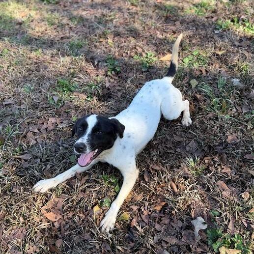 Enlarge Checkers, a Adoptable mixed breed in Carencro, LA image 4/5