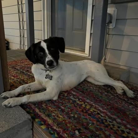 Enlarge Checkers, a Adoptable mixed breed in Carencro, LA image 5/5