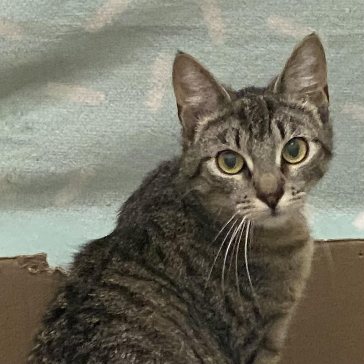 Daytona, Young Male Tabby