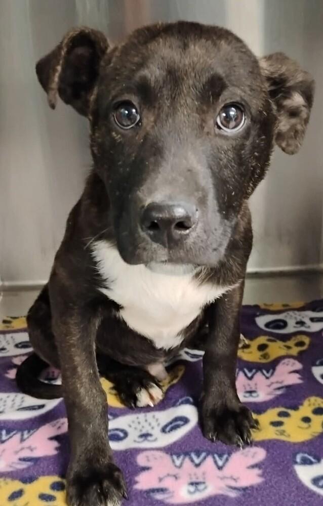 Grady #18, Adoptable, Puppy Male Pit Bull Terrier.