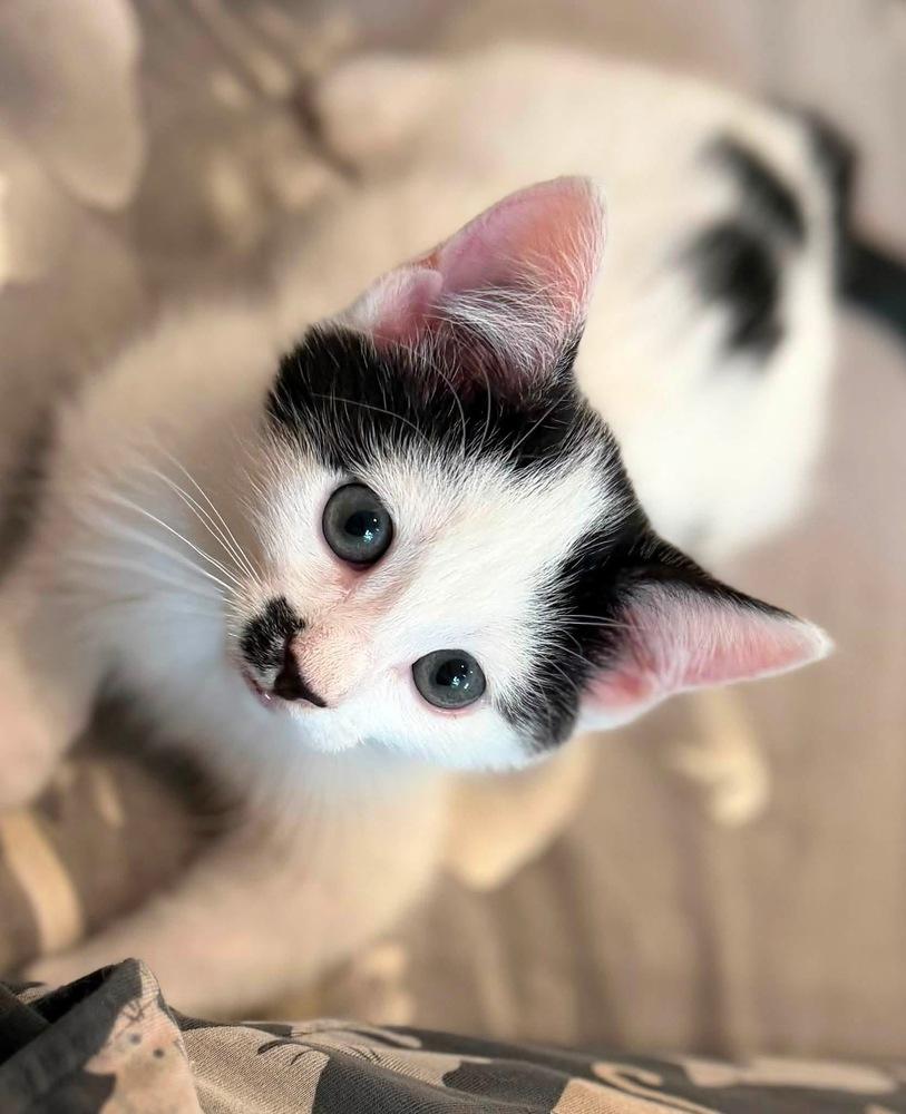 Pez Exotic Flavors: Guava, Adoptable, Kitten Male Domestic Short Hair.