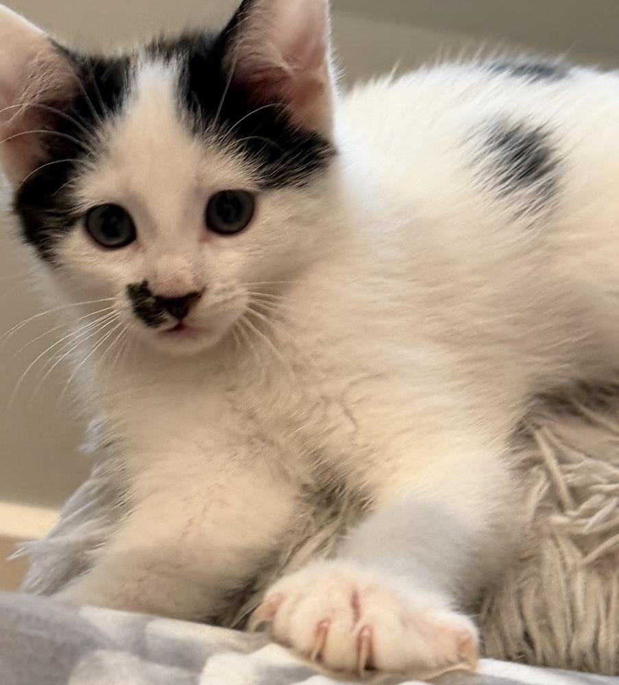 Pez Exotic Flavors: Guava, a Adoptable mixed breed in Warren, CT image 6/6