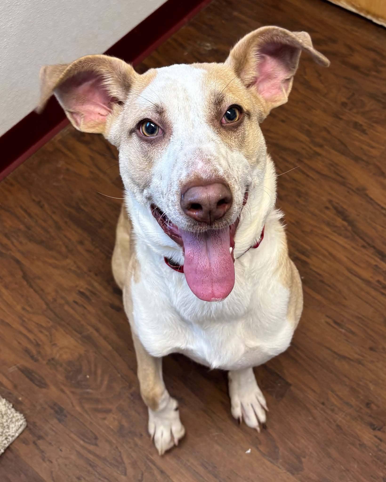 Capone, ADOPTABLE, Young Male Mixed Breed.