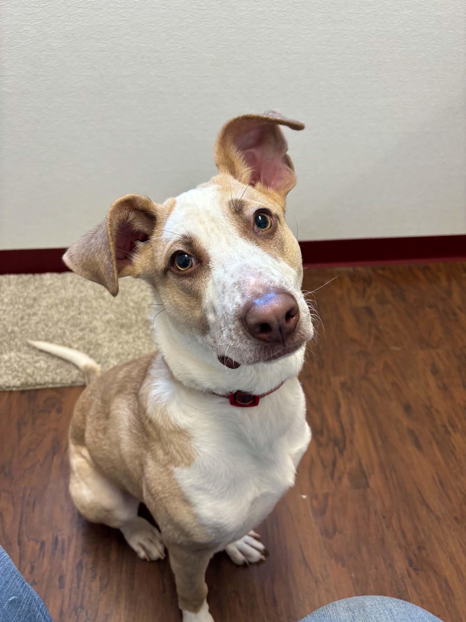 Enlarge Capone, a ADOPTABLE Mixed Breed in Howes Cave, NY image 2/2