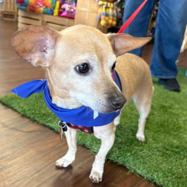 Chochi, Adoptable, Senior Male Chihuahua.