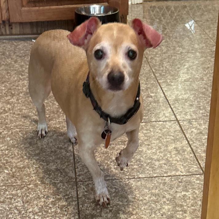 Enlarge Chochi, a Adoptable Chihuahua in Little Rock, AR image 2/3