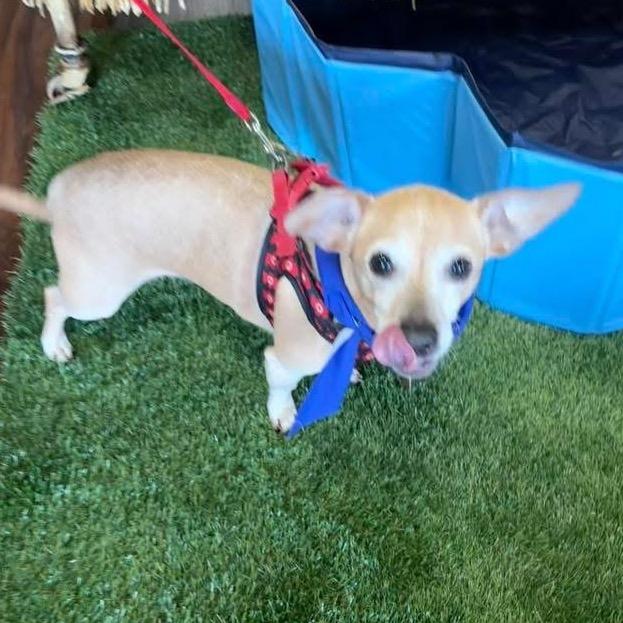 Enlarge Chochi, a Adoptable Chihuahua in Little Rock, AR image 3/3