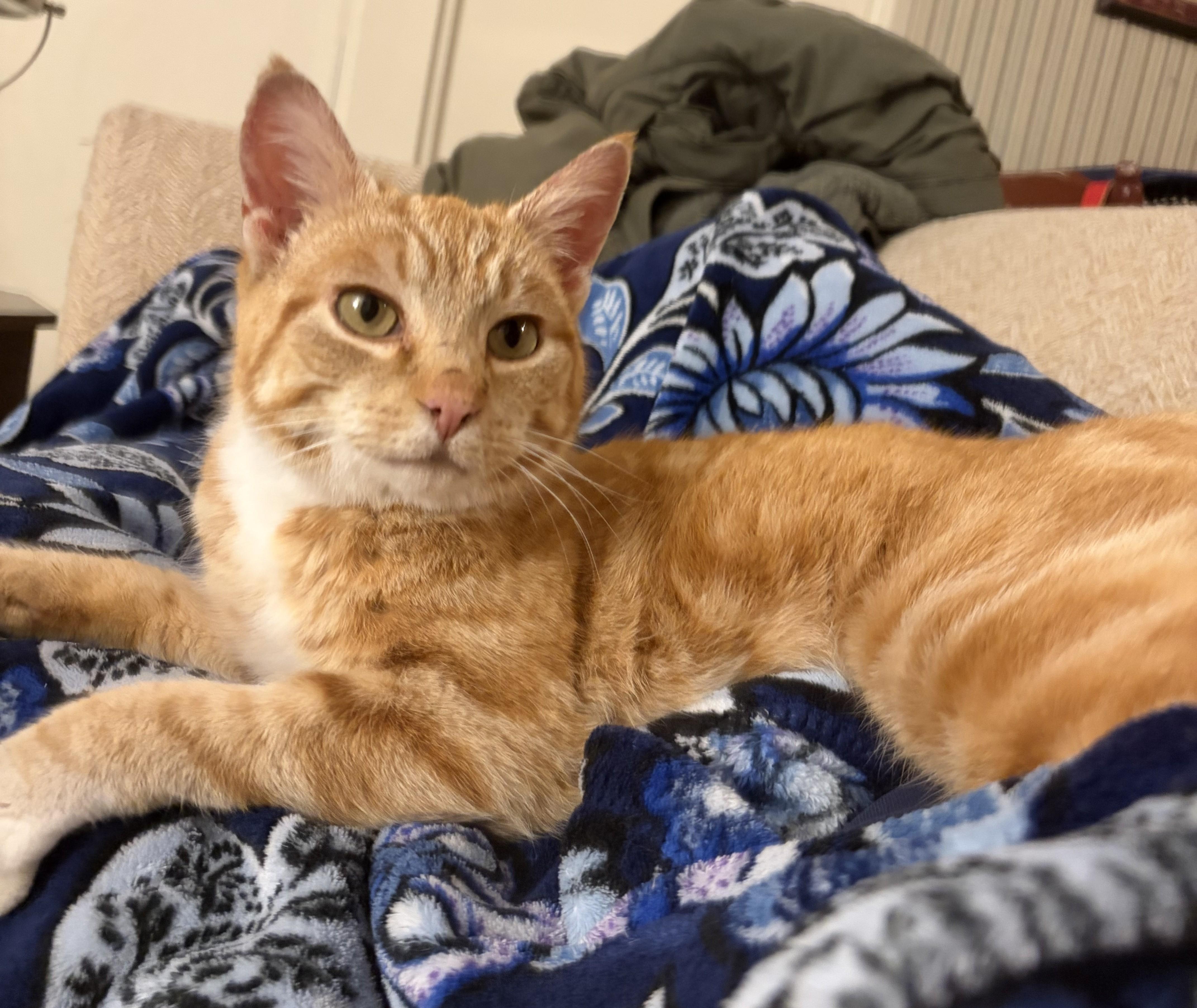 Butter, adoptable, Kitten Female Domestic Short Hair.