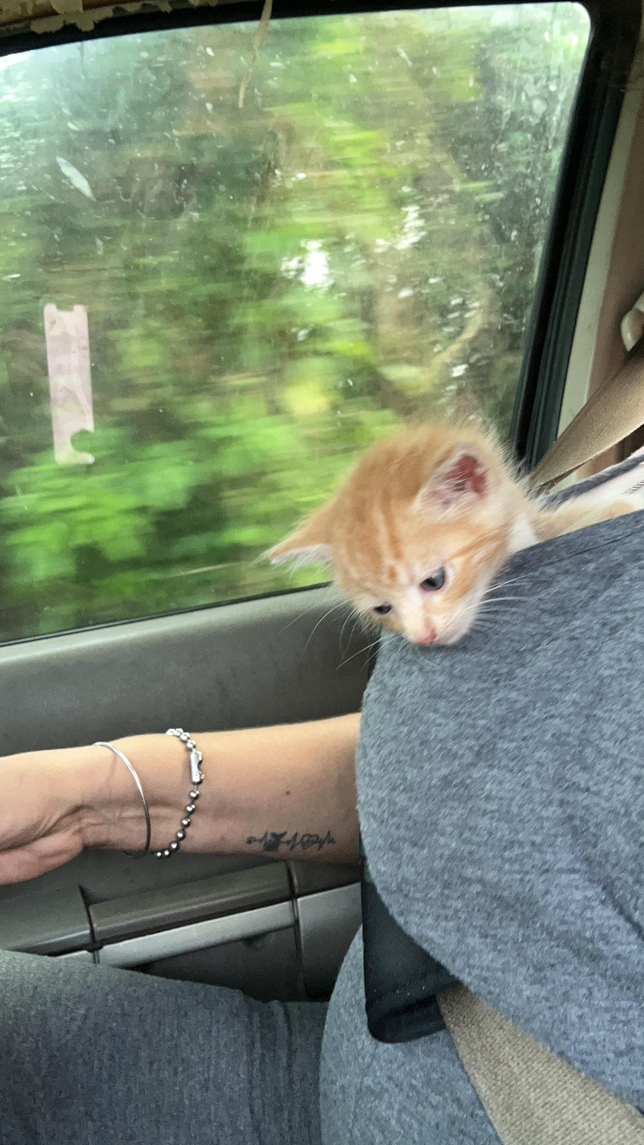 Ford (Jr), a Adoptable Tabby in Jacksonville, FL image 2/5