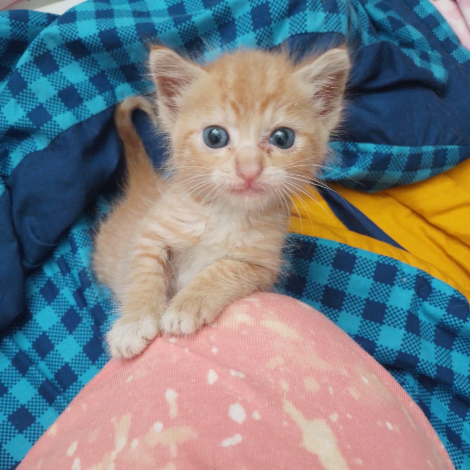 Ford (Jr), a Adoptable Tabby in Jacksonville, FL image 3/5