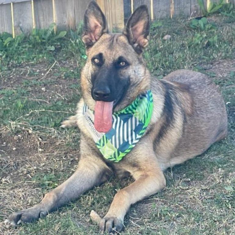 Dog for adoption Kodi JL aka Prince DB a Belgian Shepherd / Malinois Dog for adoption Kodi JL aka Prince DB a Belgian Shepherd / Malinois