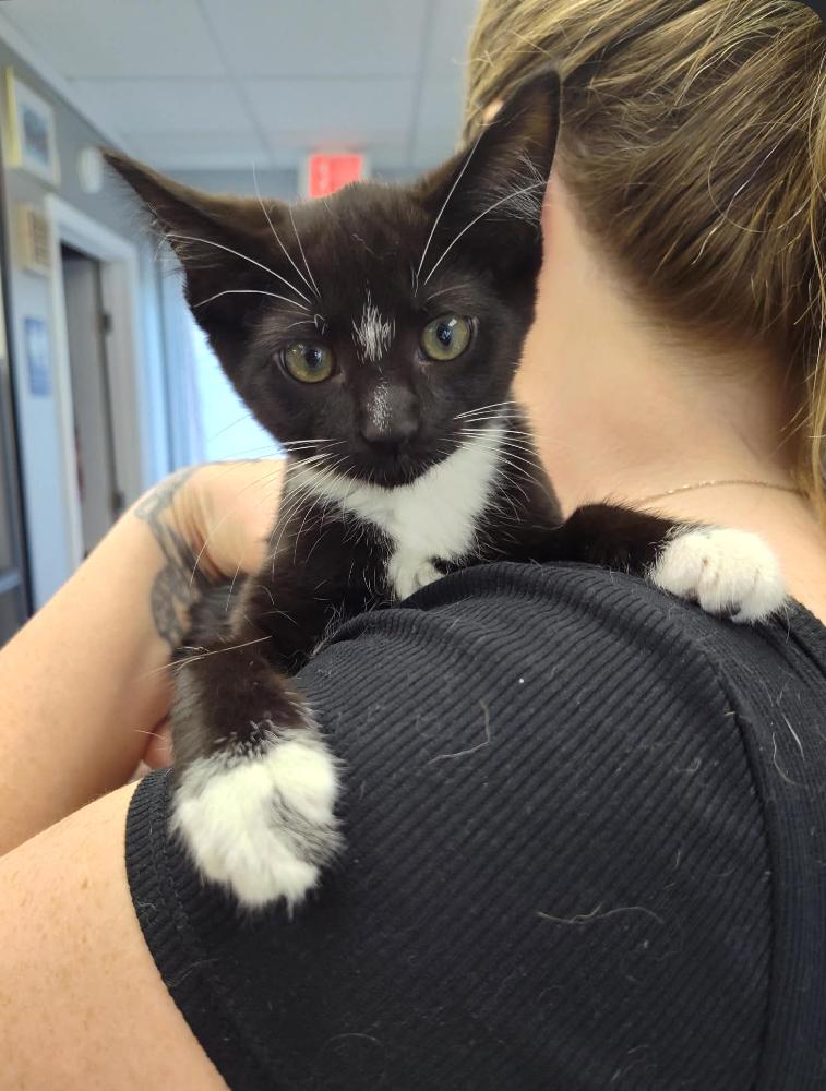 Sky, Adoptable, Kitten Female Domestic Short Hair.