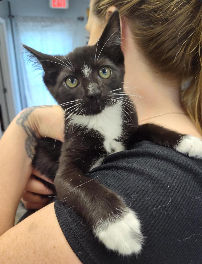 Enlarge Sky, a Adoptable Domestic Short Hair in Columbus, OH image 2/3