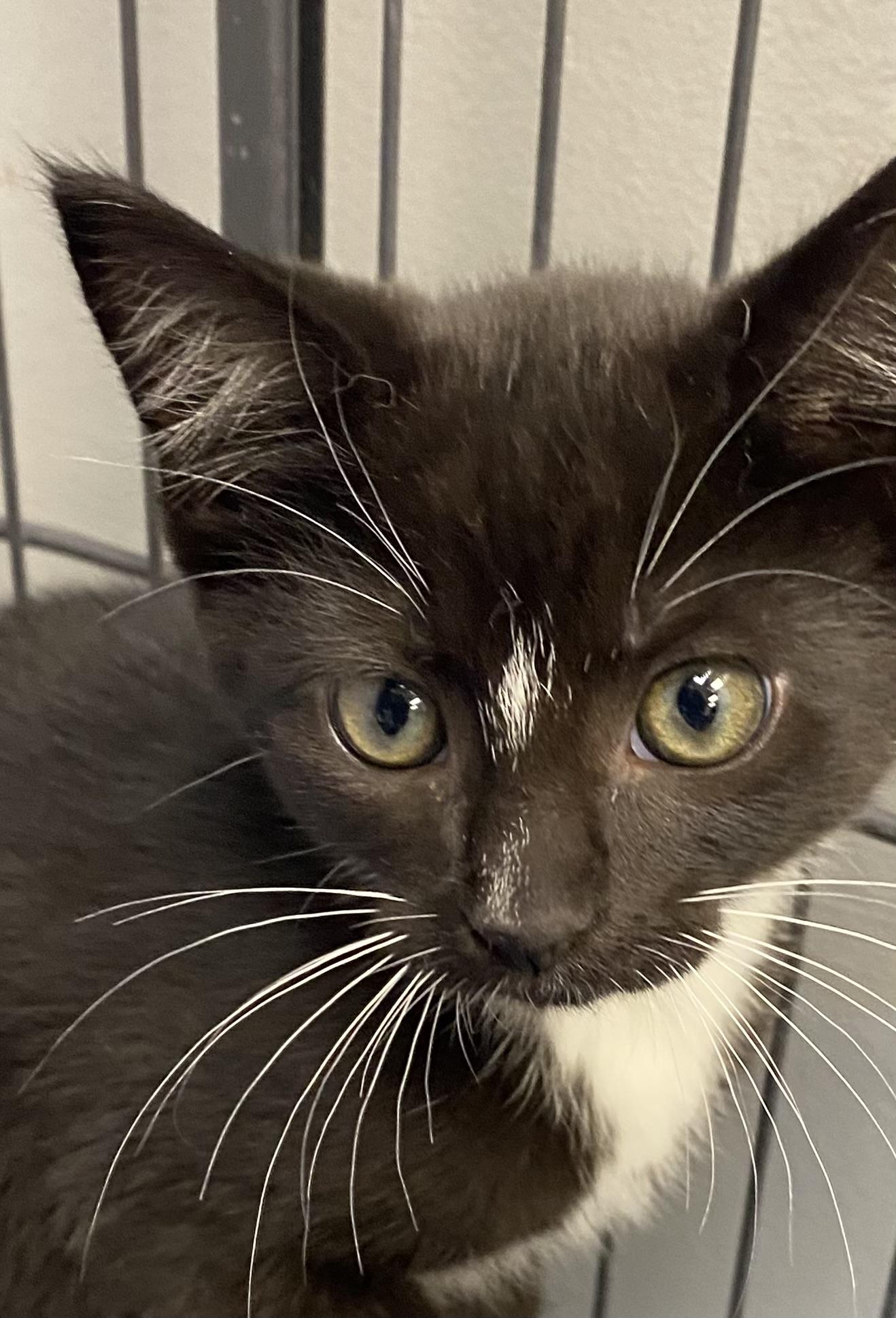 Enlarge Sky, a Adoptable Domestic Short Hair in Columbus, OH image 3/3