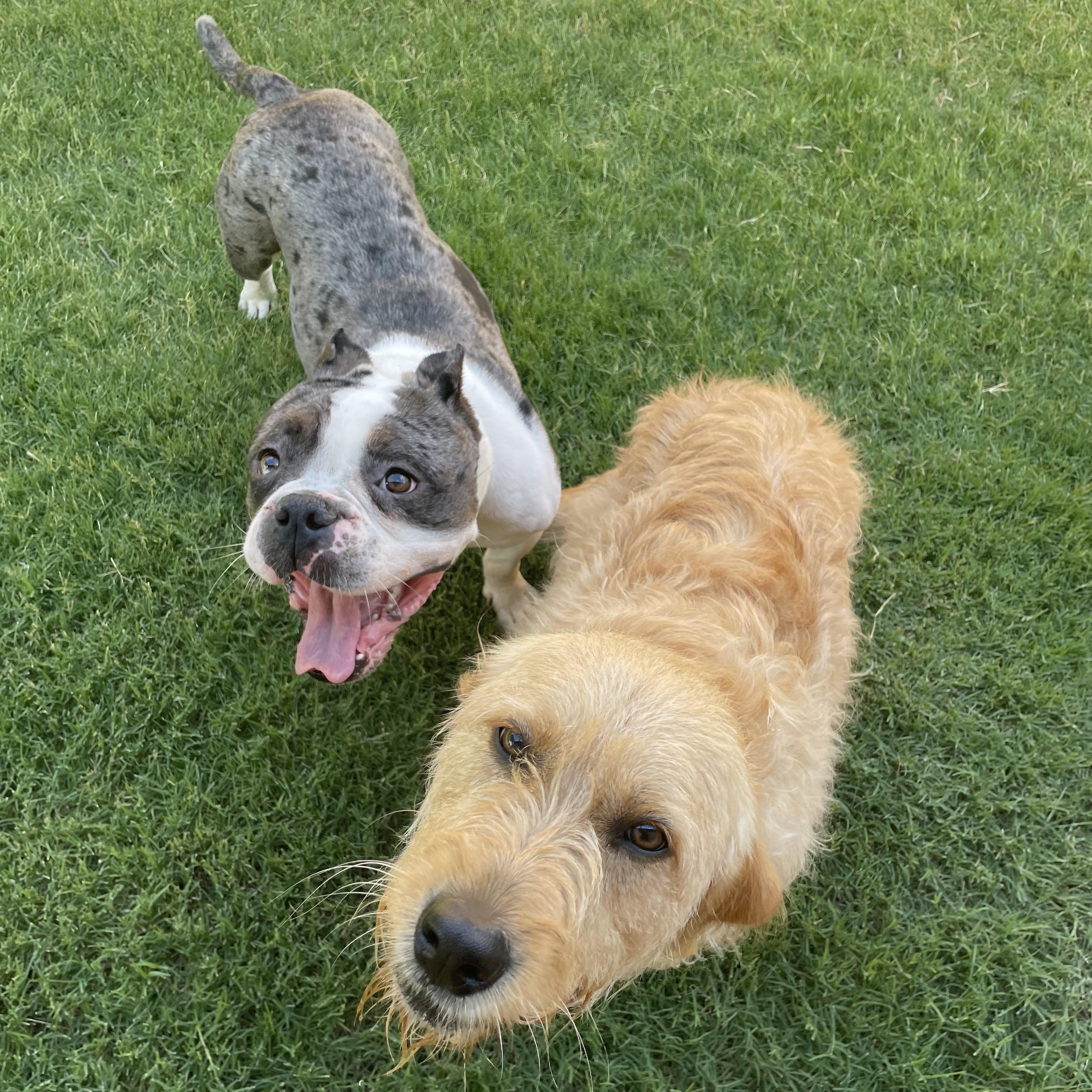 Enlarge Diesel, a Adoptable mixed breed in Celina, TX image 4/6