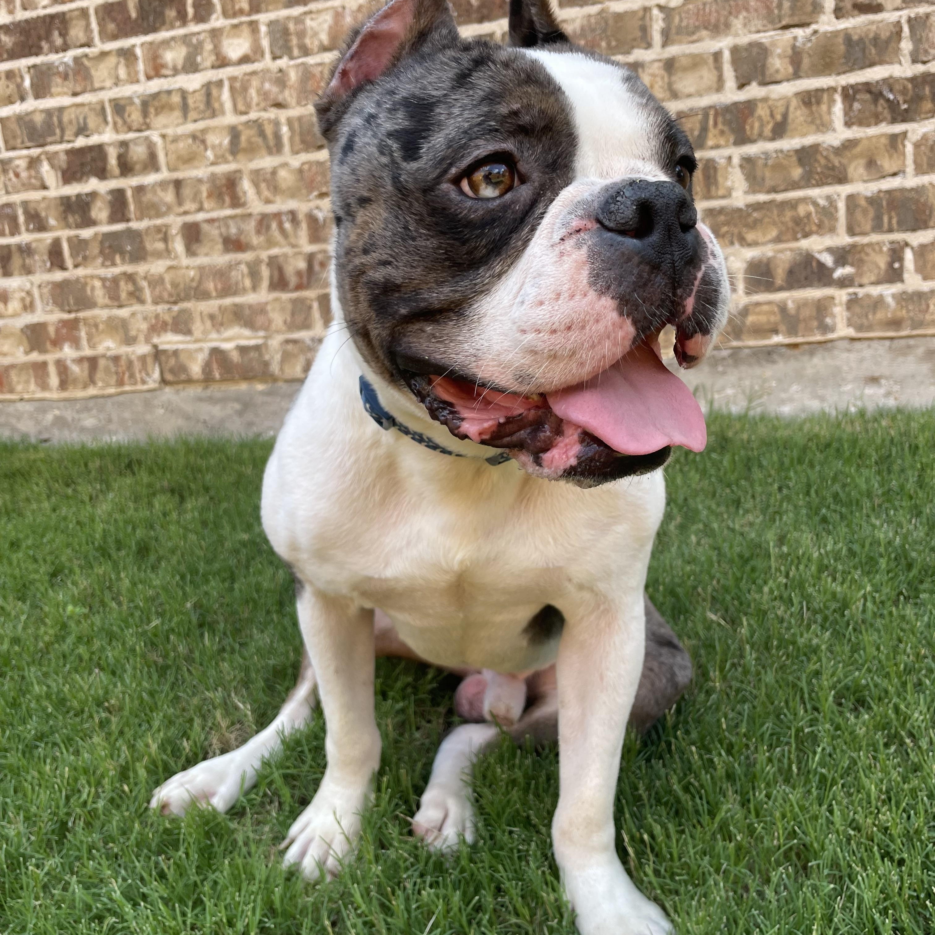 Enlarge Diesel, a Adoptable mixed breed in Celina, TX image 2/6