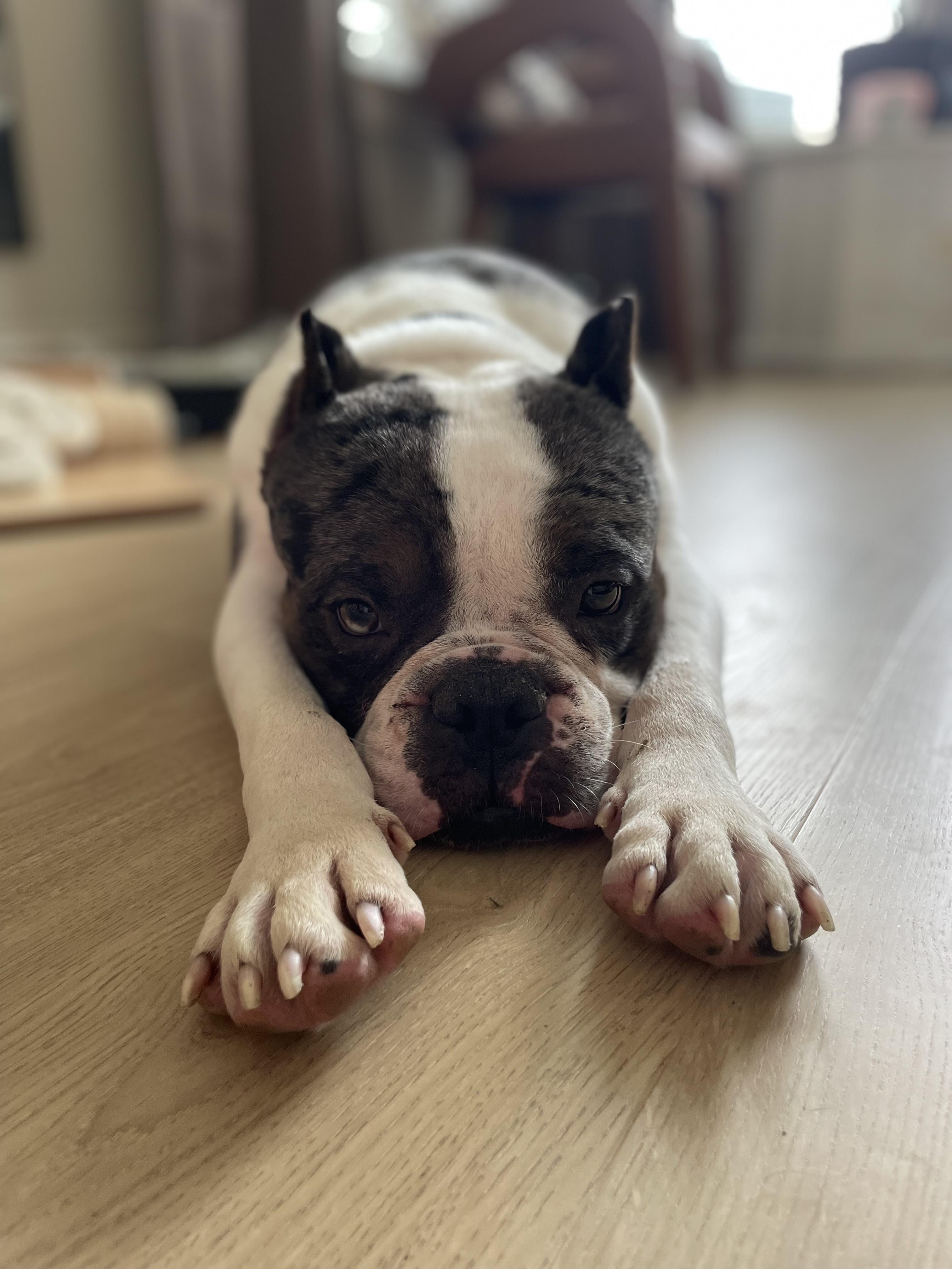 Enlarge Diesel, a Adoptable mixed breed in Celina, TX image 5/6