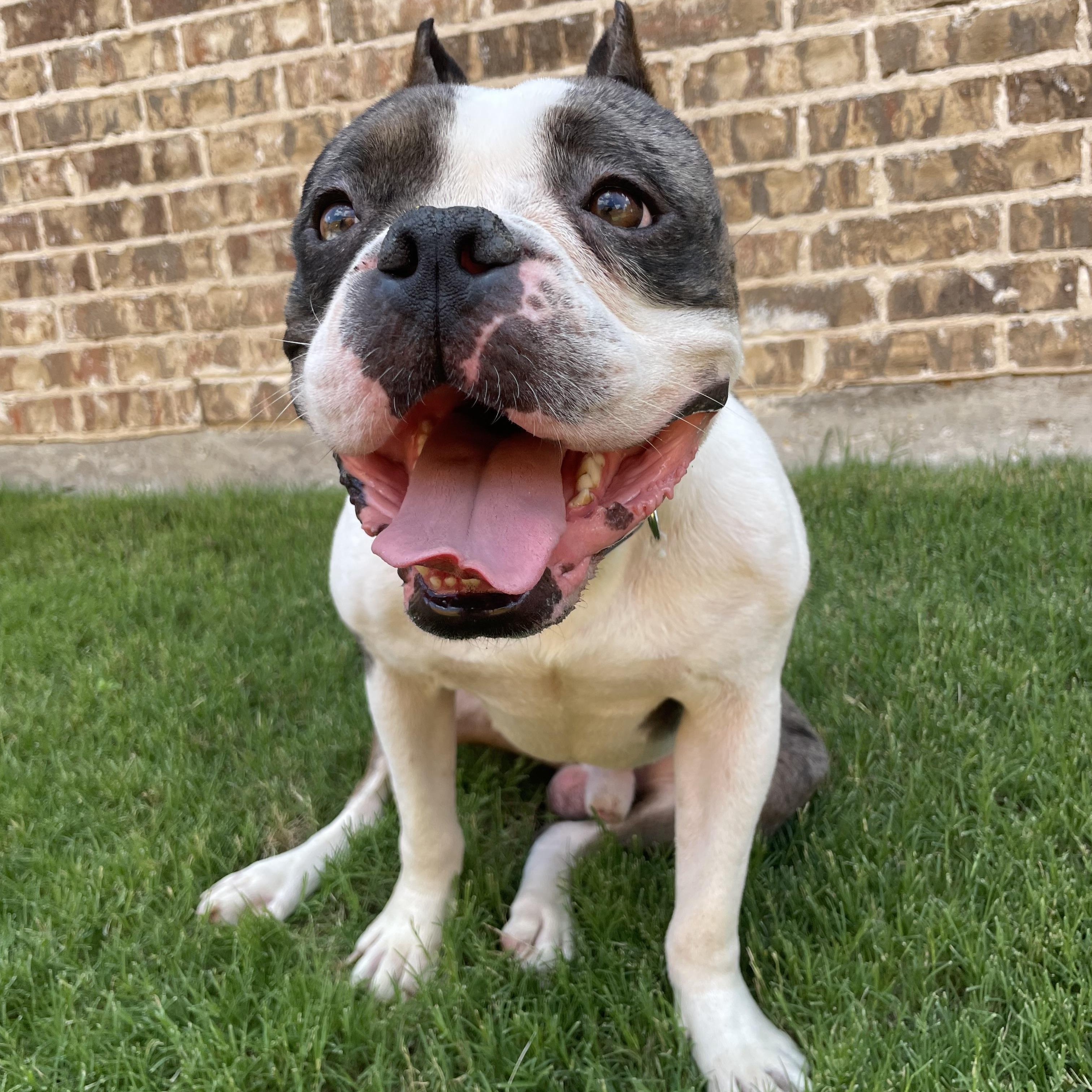 Enlarge Diesel, a Adoptable mixed breed in Celina, TX image 3/6