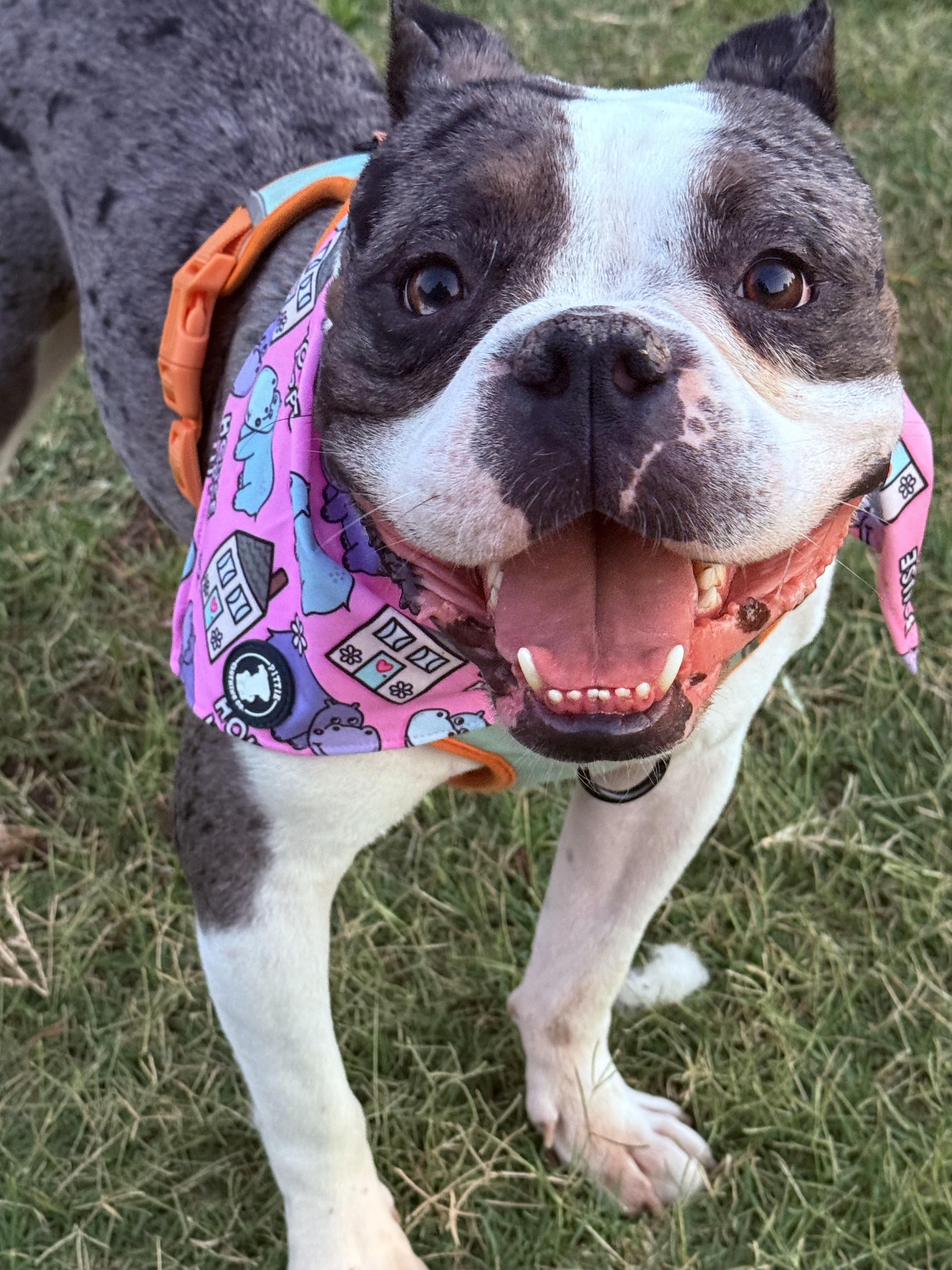 Diesel, Adoptable, Young Male Boston Terrier & French Bulldog.