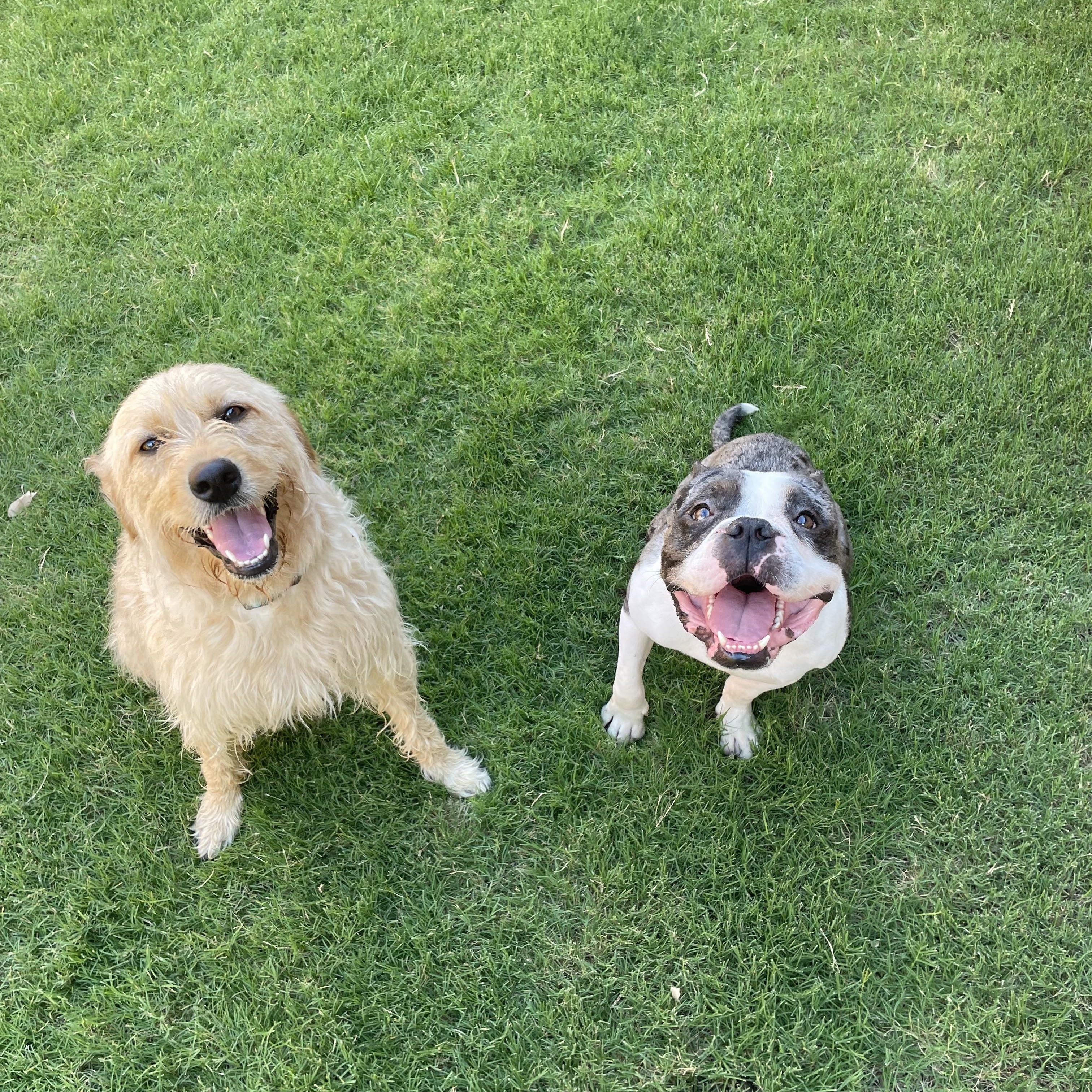 Enlarge Diesel, a Adoptable mixed breed in Celina, TX image 6/6