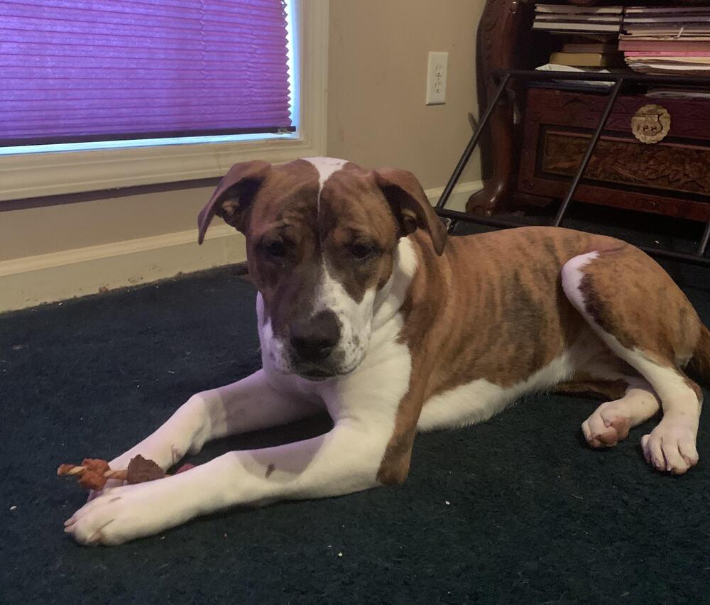 Enlarge Scarlette, a Adoptable mixed breed in Chattanooga, TN image 1/3