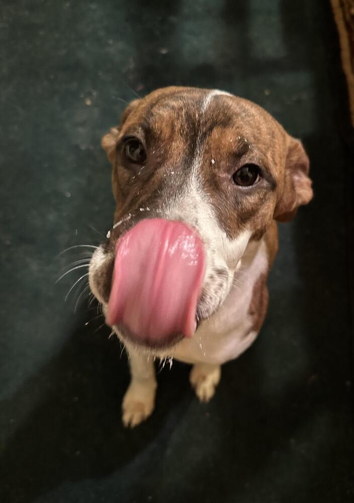 Enlarge Scarlette, a Adoptable mixed breed in Chattanooga, TN image 2/3