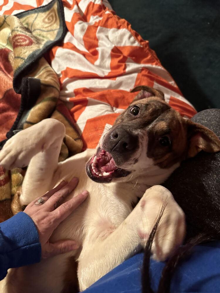 Enlarge Scarlette, a Adoptable mixed breed in Chattanooga, TN image 3/3