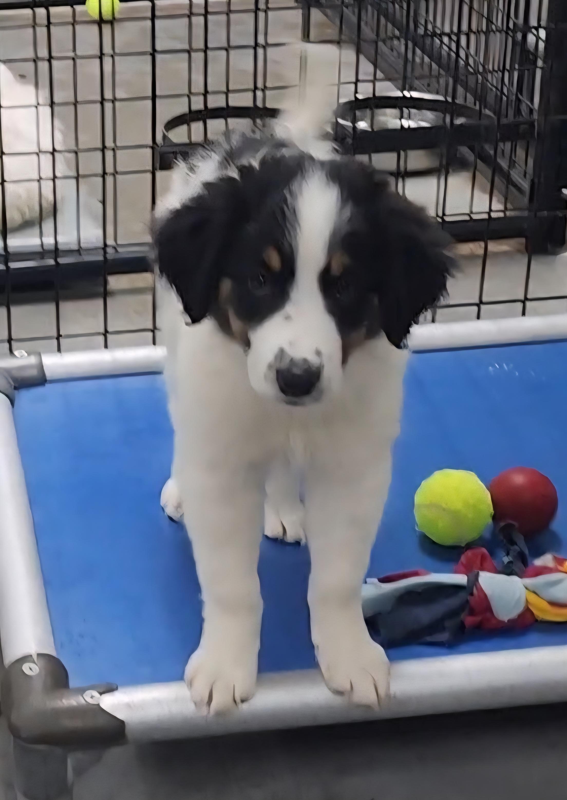 Enlarge Ranger, an adopted mixed breed in Neillsville, WI image 1/1