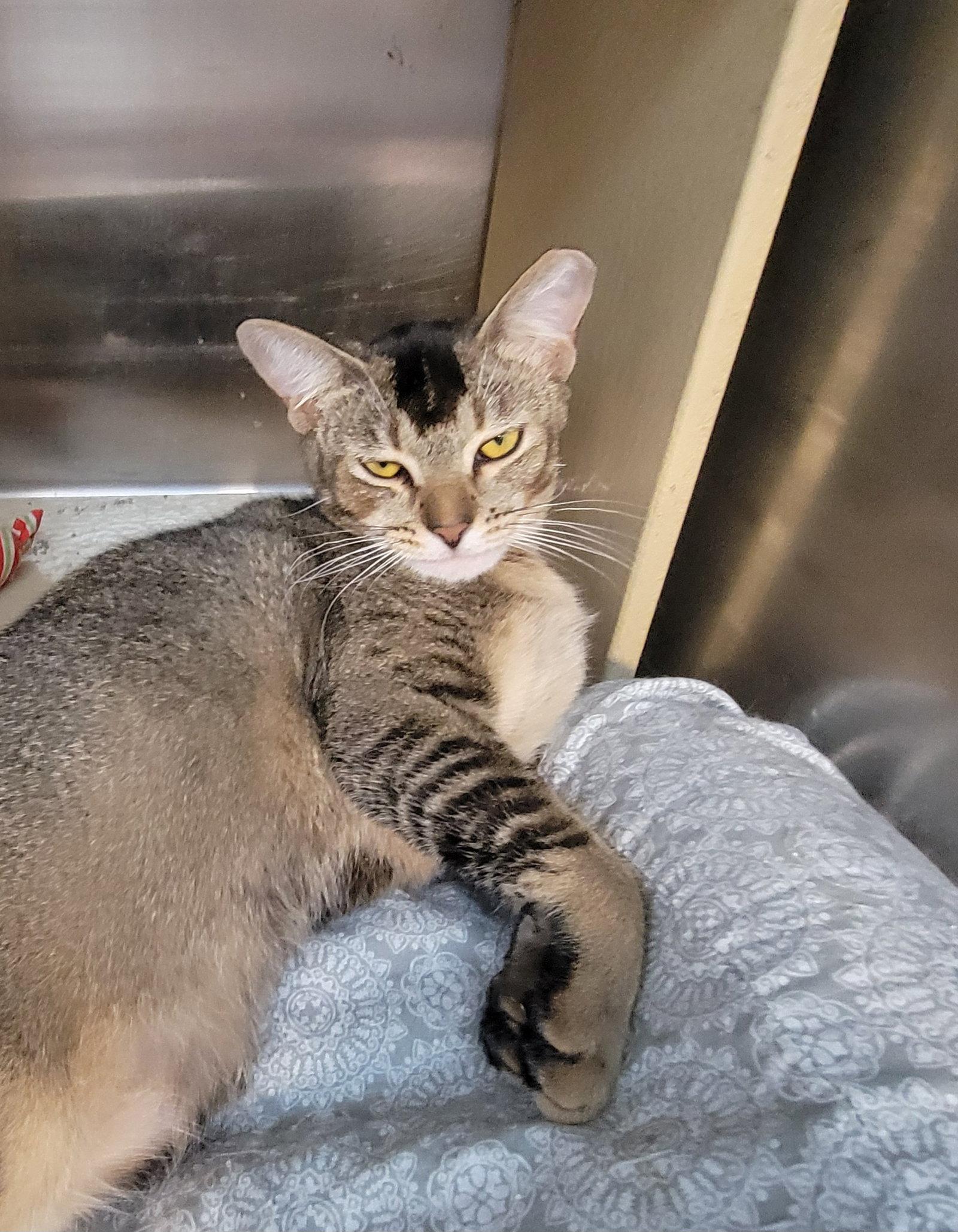 Enlarge Sprite, a Adoptable Domestic Short Hair in Boynton Beach, FL image 2/3