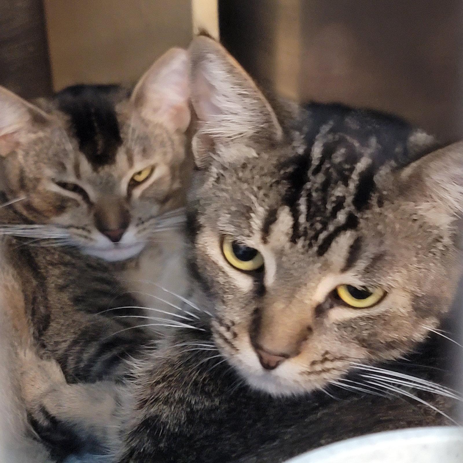 Enlarge Sprite, a Adoptable Domestic Short Hair in Boynton Beach, FL image 3/3